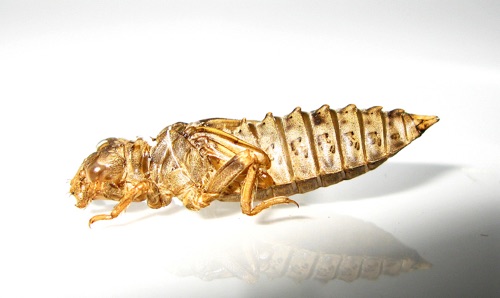 Exuvia
April, 2009